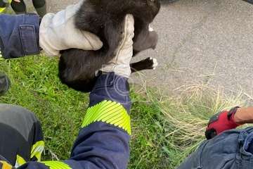 Los maullidos salvan a un pequeño gato de una muerte segura en Telde/TA.